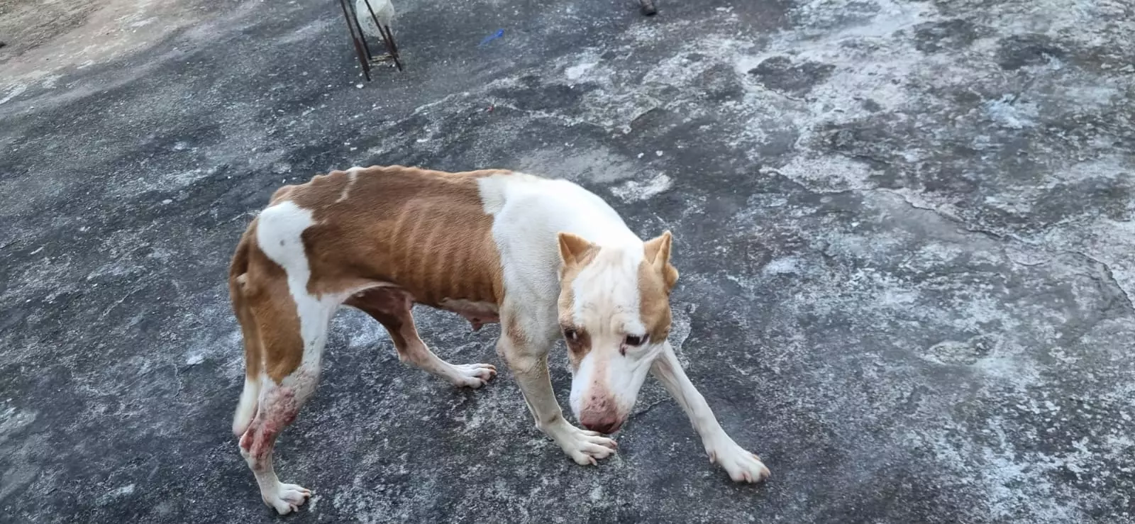 Vídeo: Polícia Civil resgata cachorra em situação de maus-tratos em Santos Dumont